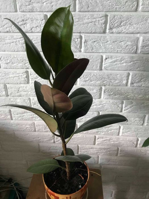 Фікуси рослина від 45-60 см