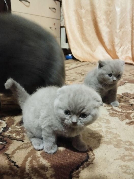 Британське кошеня котята коти котики