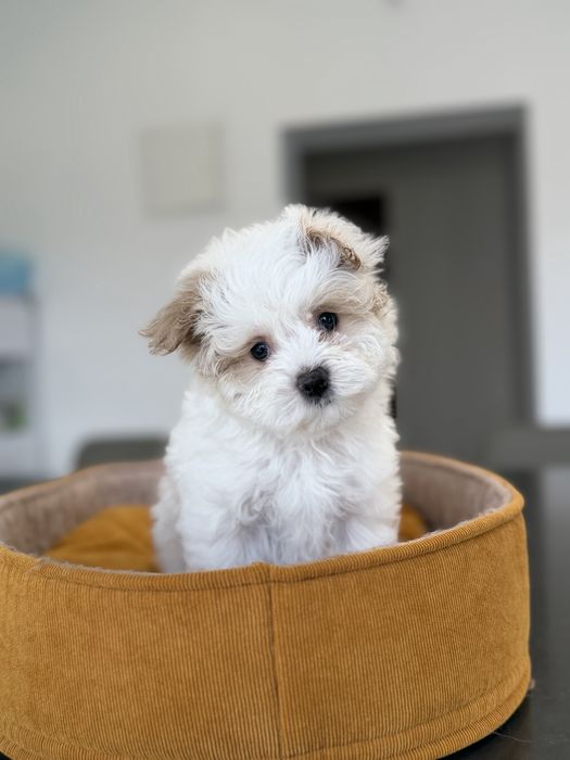 Мальтипу мини девочка ф1 беби фейс