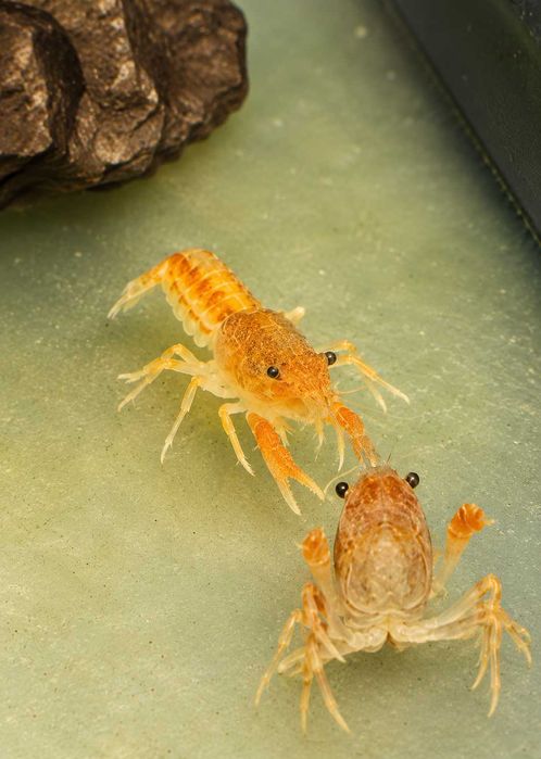 Rak  Orange CPO Cambarellus Patzcuarensis
