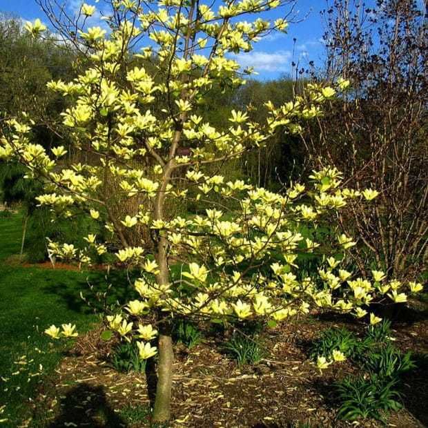 Magnolia Yellow River, żółte kwiaty, drzewko XXL, 180cm plus.