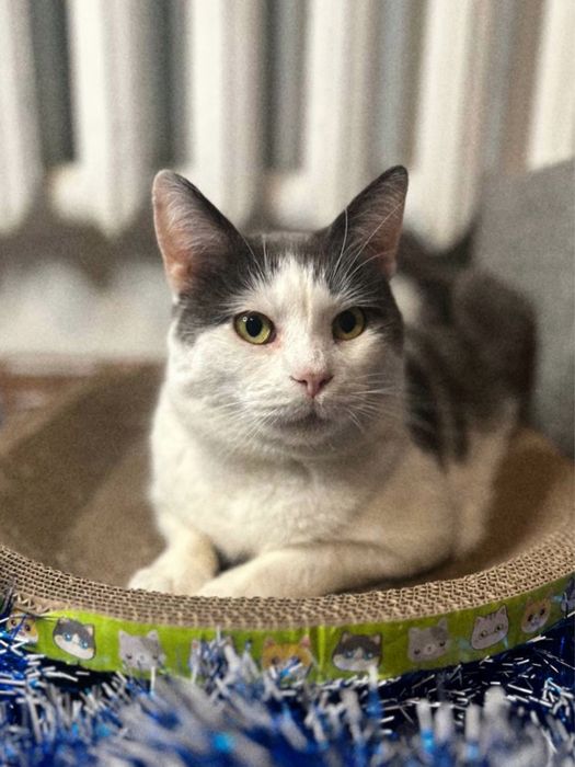 Котик Бос шукає нову сімʼю