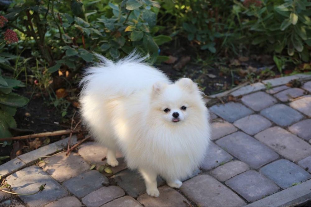 Красунчик хлопчик пів року