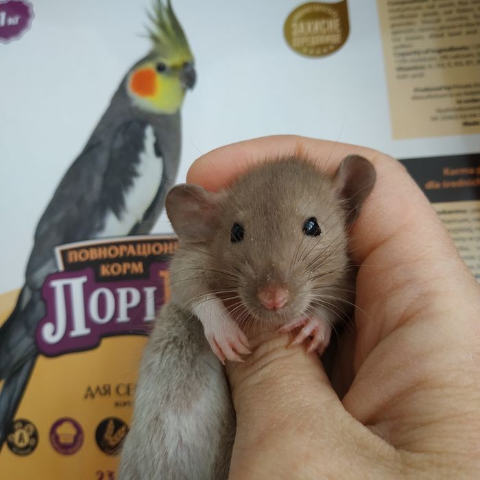 Крыски крысята разные животные грызуны крыса криса щур пацюки свинки х