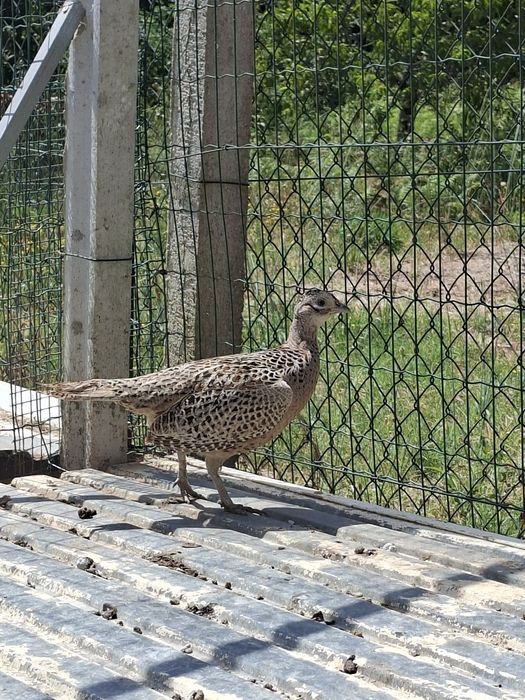 A venda casal de Faisão a coleira