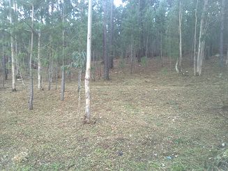 Limpezas Agroflorestais