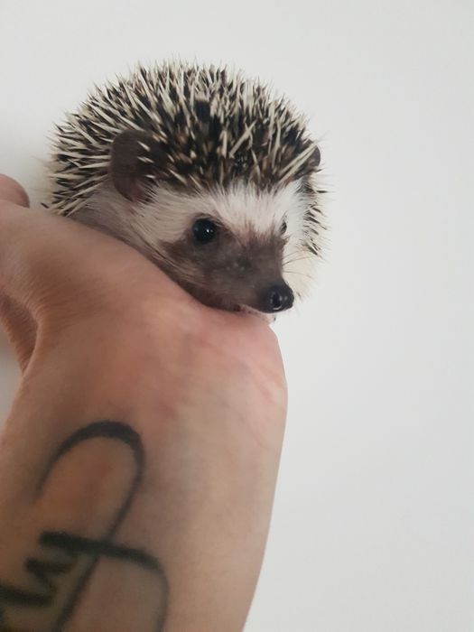 Jeż pigmejski Jeż afrykański samica
