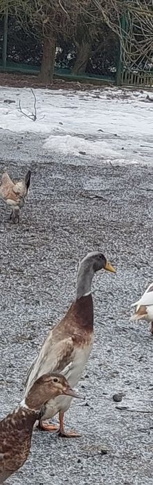 Młode kaczory biegusy z maja 2025