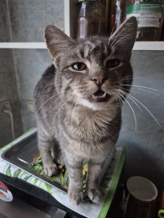 Отдам кота в добрые руки