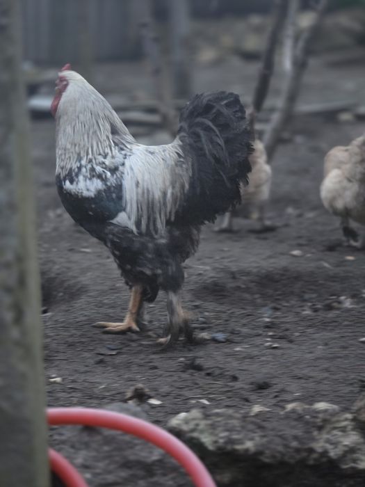 Продаю гарних півнів