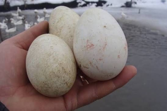 Гусячі яйця в інкубатор