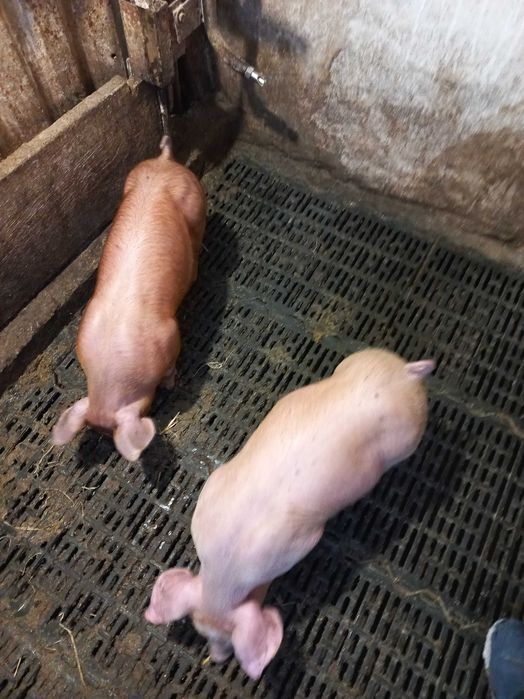 Поросята  7 тижнів