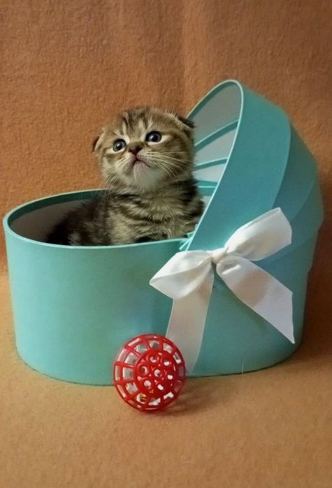 Котенок : Обаяшка - коточерепашка Ириска .