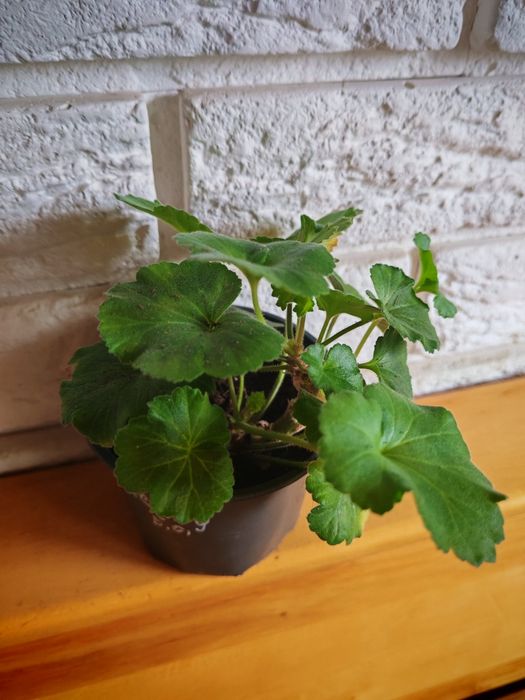 Пеларгонія PAC Salmon Queen' 95 грн