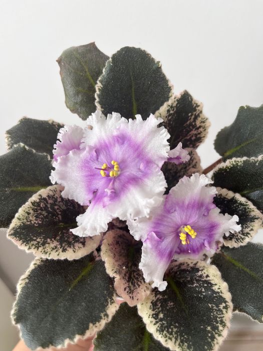 Фіалка (сенполія) вазон