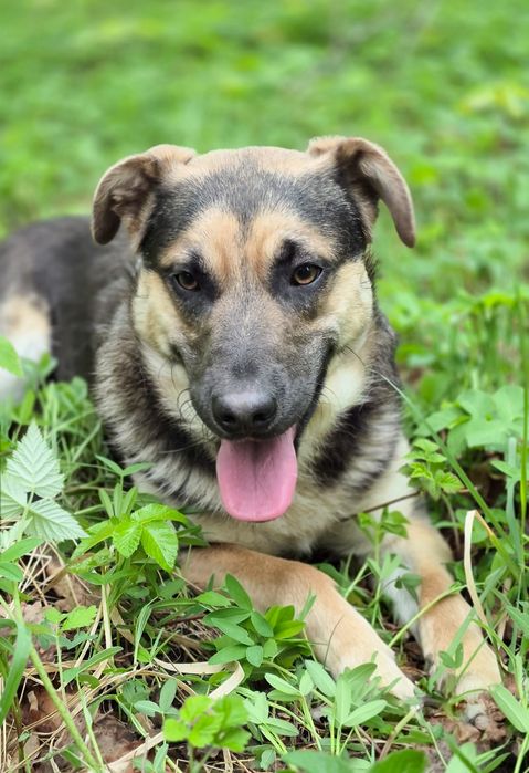 Pozytywny Forest szuka domu  / do adopcji