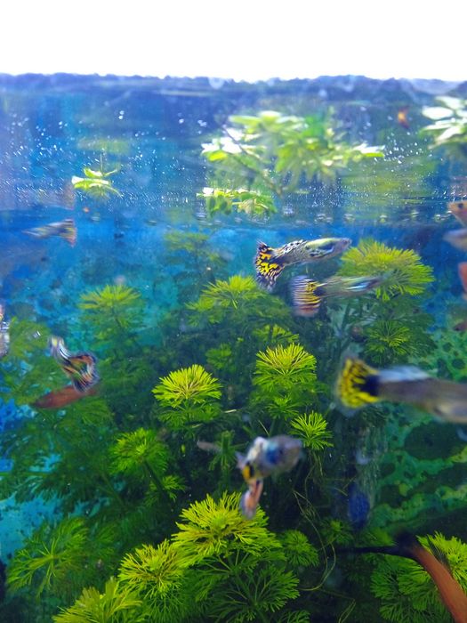 Gupiki , Pawie Oczko 3,5zł  Świlcza