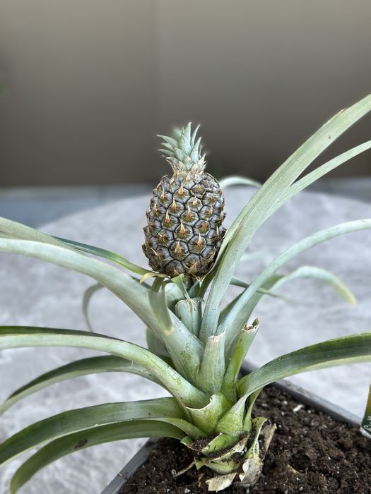 Ananaseiro com fruto - Único
