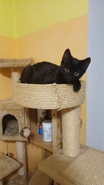 Котята обработаны от паразитов.