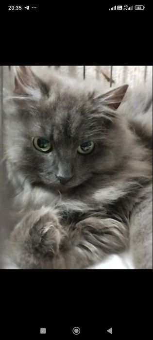 Отдам даром в хорошие руки котика
