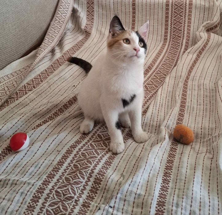 Котята в хорошие руки