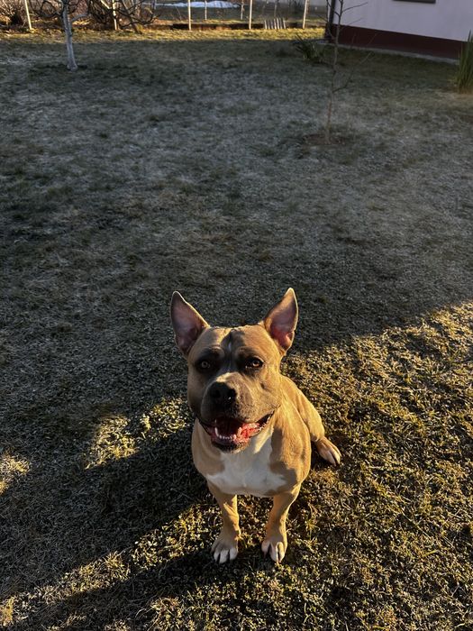 Амстафф вязка чоловік