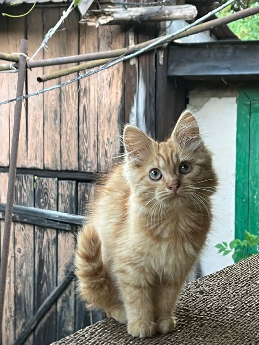 кошеня турецької ангори безкоштовно