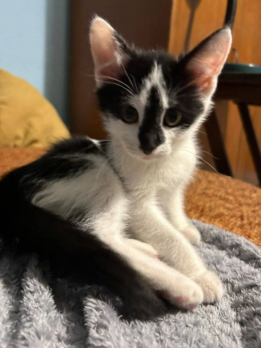 Małe kotki szukają nowego domu!