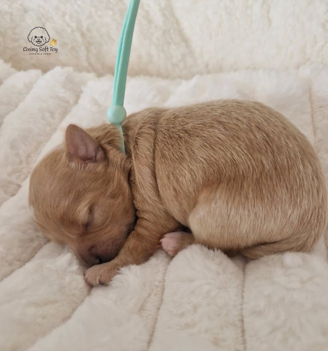 Piesek Maltipoo F1 maltańczyk, pudel toy