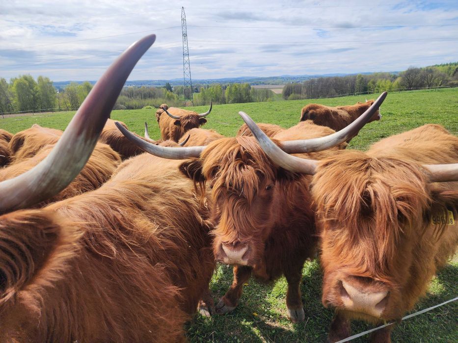Sprzedam bydło Highland w różnym wieku