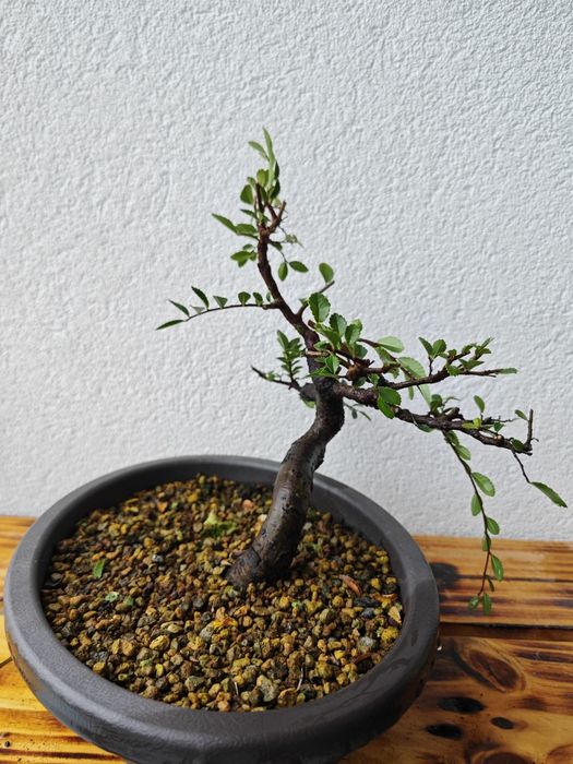 Pré-Bonsai Ulmeiro chinês