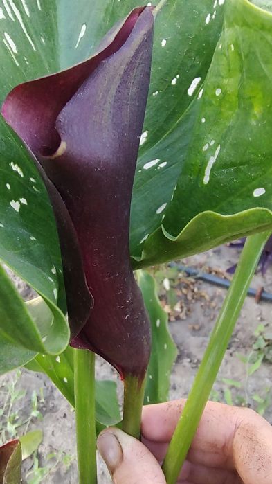 Продам калли, гладіолус