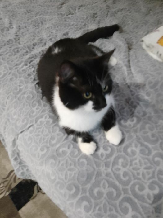 Пухнастики шукають дім