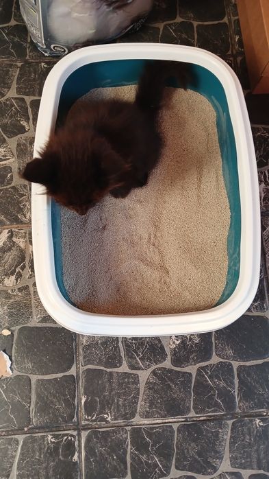 Подарую кошенят в добрі руки віддам безкоштовно