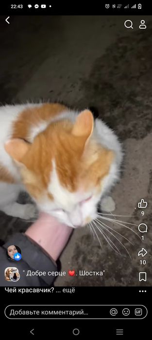 Котик в добрі руки