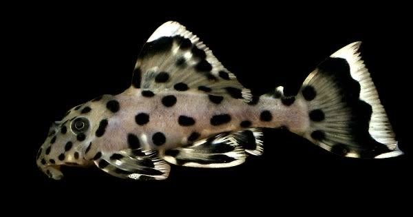 Zbrojnik glonojad L264