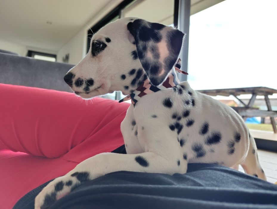 Dalmata menina puros