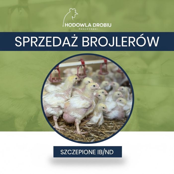 Kurczaki Brojlery Zdrowe Zaszczepione  - Odchowalnia