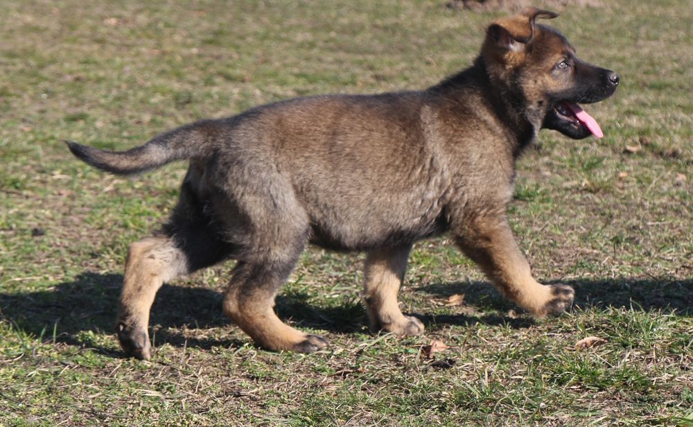 Owczarek niemiecki linia użytkowa