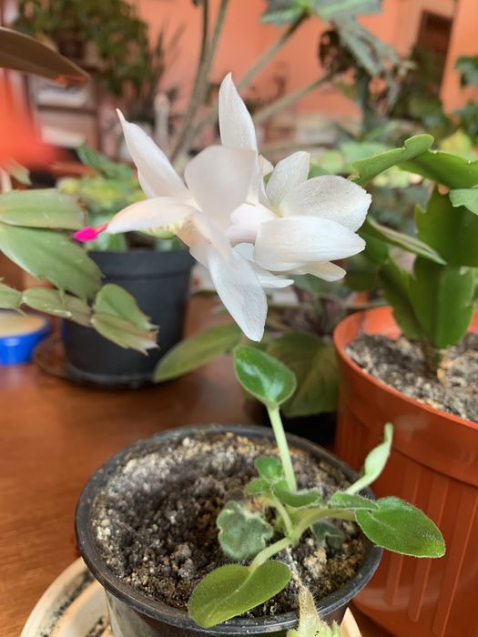 Різдвяник (шлюмбергер)