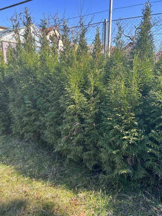 туя смарагд продаж