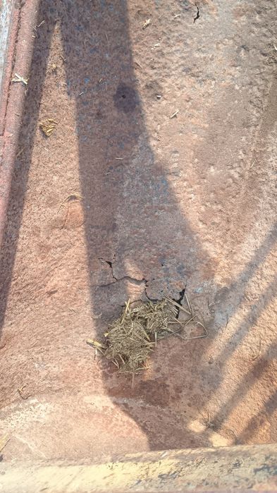 Łyżko krokodyl Mailleux