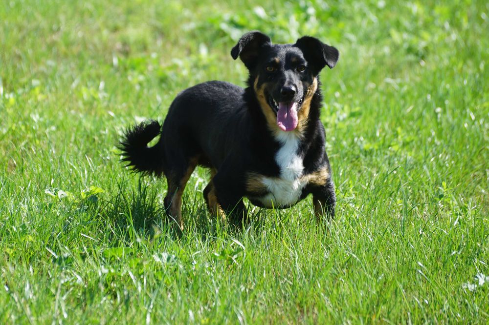 SAIF - mały psiak, całe życie w schronisku