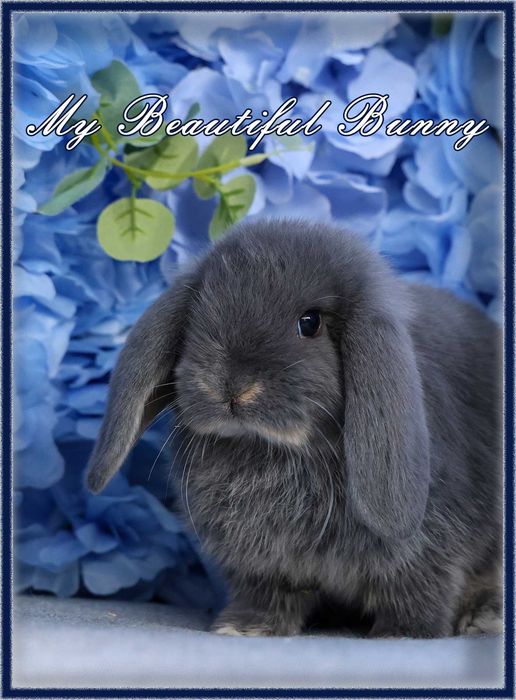 Piękny Królik Mini Lop - Blue Otter