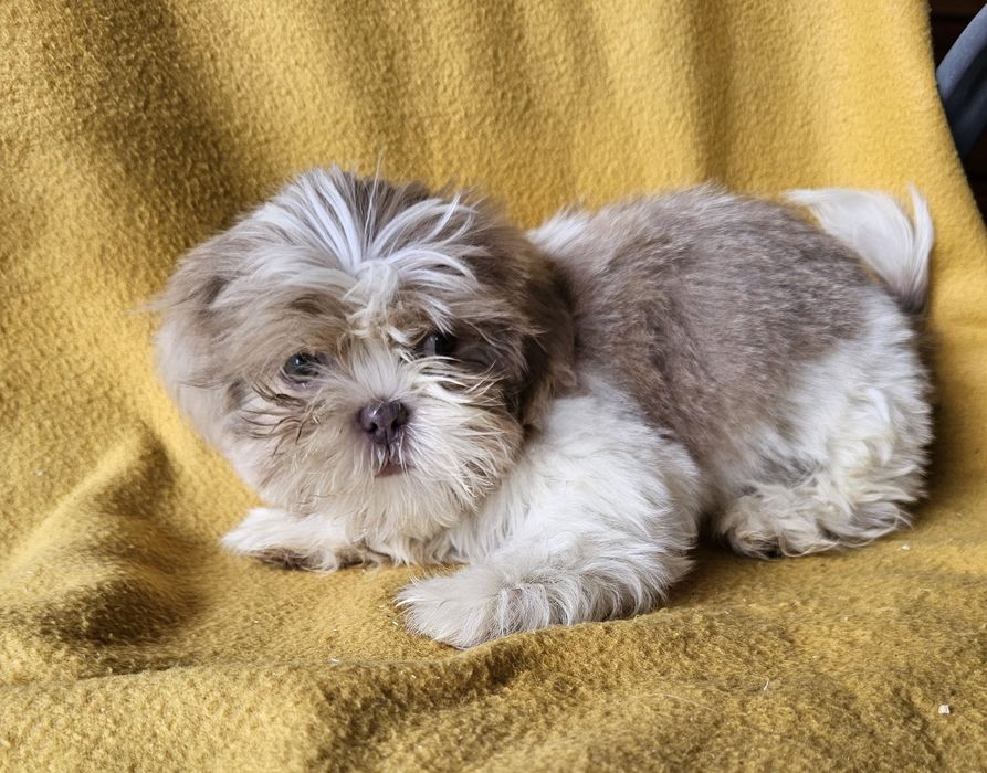 Szczeniaki shih tzu