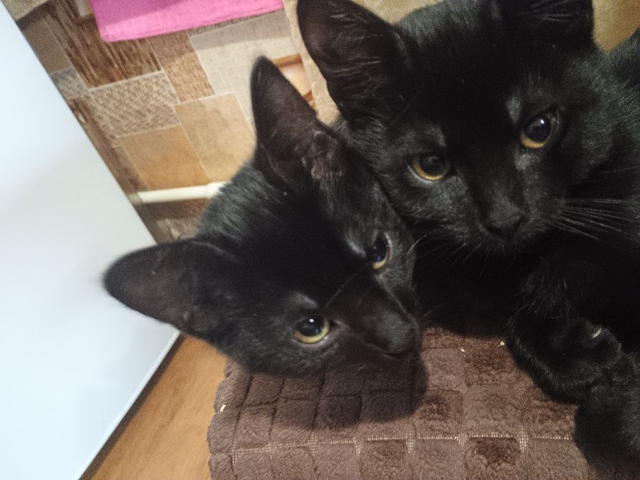 Котенята в добрі руки