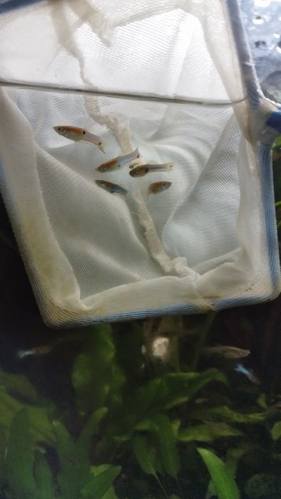 Gupiki endlera blue japan