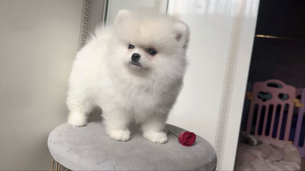 Курносая принцесса шпиц померанский