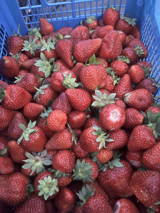 Продам саджанці малини ,полуниці різних сортів