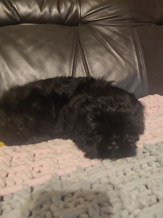 Suczka shihtzu czarna